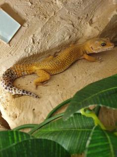 Leopardgeckos und Terrarium