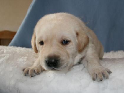 Gelbe und Schwarze Labrador Welpen 8 Rüden