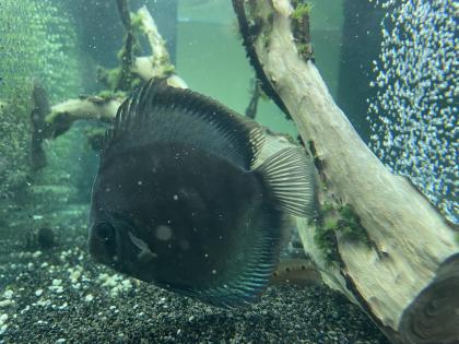 Diskusfische / Aquariumauflösung