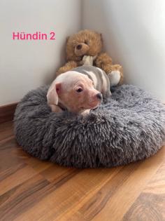 American Pocket Bully