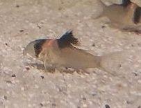 25x Corydoras Burgessi 3, 5 - 4 cm Rarität