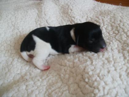 Jack Russel Welpen