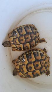 Griechische Landschildkröten Babys