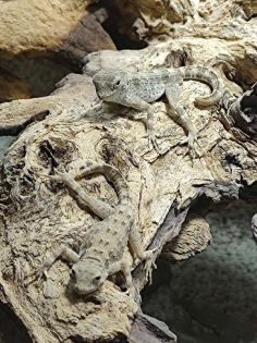 VERKAUF/TAUSCH Skorpionschwanzgecko / Pristurus carteri