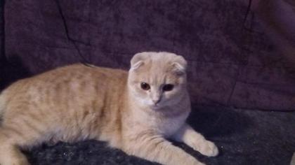 Bkh Kater silver black tabby whiskas