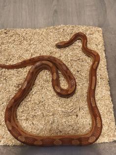 0. 1 Kornnatter Hypo-Motley het. Anery