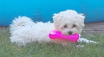 Allergiefreie Bichon frise Welpen