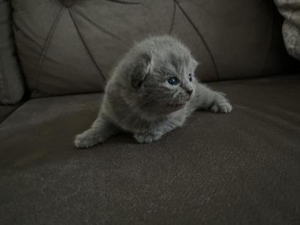Bkh Kitten 2 Kater