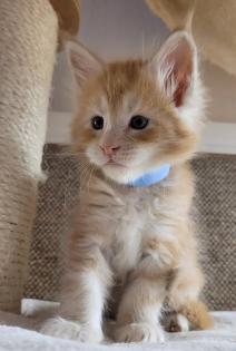 Maine Coon Kitten Katzenbaby Kätzchen Katze Kater Halle Saale Sachsen-Anhalt rot red-silver-tabby g