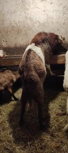 Burenziegen 1Bock 1 tragende Ziege