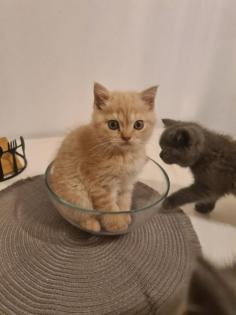 Bkh Kitten noch 2 zu haben
