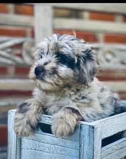 Aussiedoodle Mini Aussie Kleinpudel