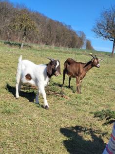 Burenziegenbock. .