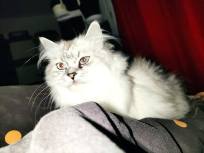 BLH Katzendame sucht Zuhause