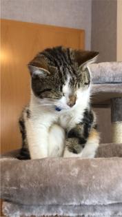 Katze vermisst
