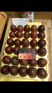 Bruteier marans schwarz Kupfer