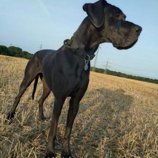 Dänisch deutsche Dogge Dog-Sharing tage- wochenweise