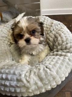Süße cavalier- Shihtzu welpen/ CavaTzu abzugeben