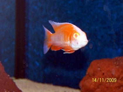 Aulonocara jakob. cape Mc clear Albino