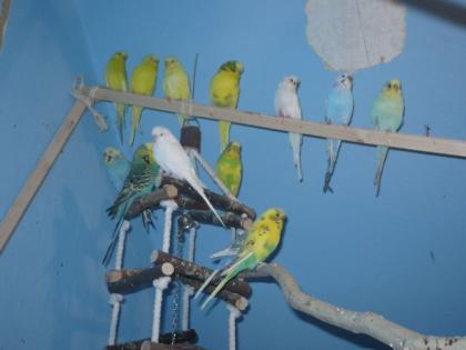 DRINGEND Wellensittiche aus Hobbyhaltung DRINGEND