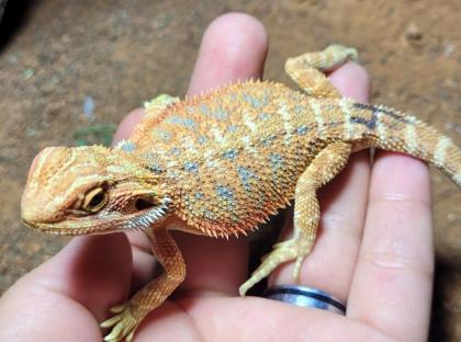Red - Blue Tiger Dragon