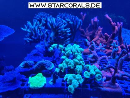 Korallen eigene Nachzucht, SPS, LPS zu verkaufen