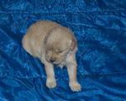 Golden Retriever Welpen