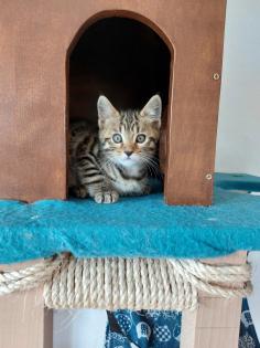 Maine coon/ bengal mix kitten
