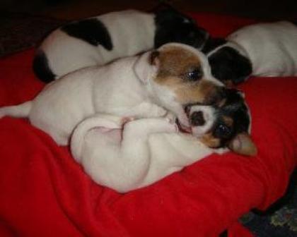 Parson Jack Russell