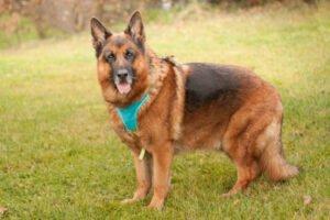 GUSTI - Schäferhund, männlich, 9 Jahre, 70 cm, 51 kg, Gechipt