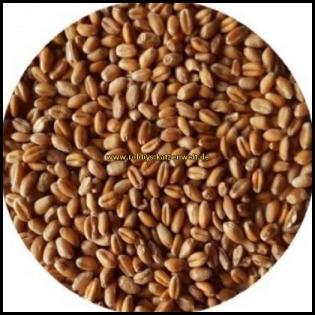 BIO Katzengras Samen Triticum aestivum 50g