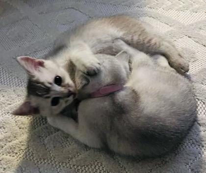 Bkh Kitten ab Sofort nur noch 1 Junge