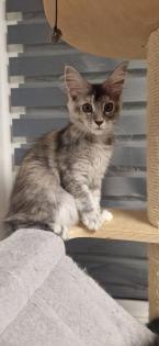 Maine coon kitten suchen ein Zuhause