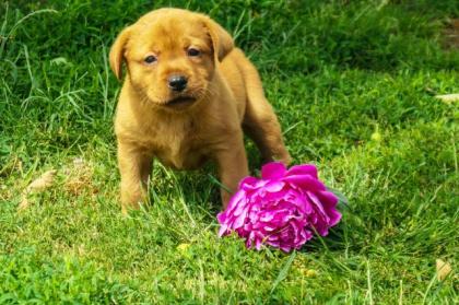 Labrador Welpen Foxred mit Ahnentafel