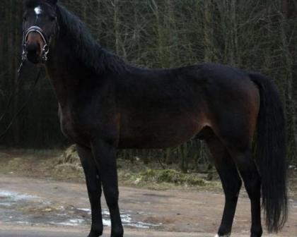 Zweijähriger, roher Trakehner Junghengst