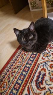 BKH Britisch Kurzhaar Katze Kitten