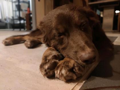 Australian Shepherd Junghündin