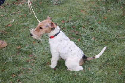 Drahthaar Foxterrier Rüde 6 Monate mit Zubehör.