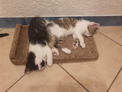 Katzen Kinder Kitten