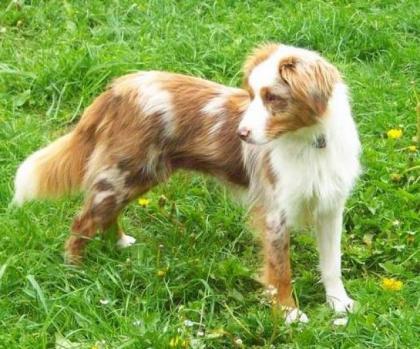 Natural Spirit Mini Aussies / Wurfankündigung f. Ende August 2021
