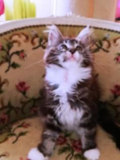 Maine Coon Kittenmädchen mit Stammbaum abgabebereit