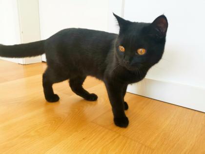 Kater BKH - schwarz/dunkelbraun - 8 Monate alt