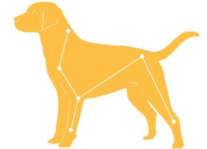 Hunde-Massage-Seminar für Hundehalter Januar 2021