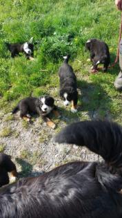 Berner Sennenhund Welpen