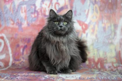 Maine Coon Kitten Prinzessinen