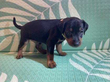 Reinrassige Zwergpinscher Welpen