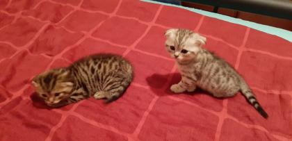 Scottish Fold Mix Babys