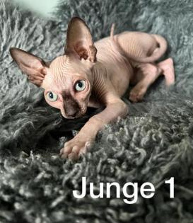 Süße Sphynx Kitten