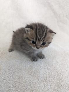 Sechs süße BKH Kitten geb. 06. 05. 23 suchen ab Ende Juli ein neues Zuhause