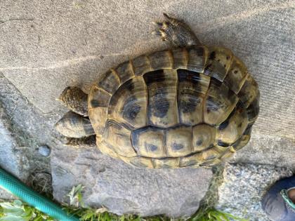 Verkaufe 2 griechische Landschildkröten, männlich
